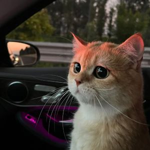 中出人妻一条绮美香在播
